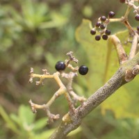 Callicarpa tomentosa (L.) L.